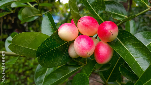 Carissa carandas, ripe, red, sour, can be used as a herb.