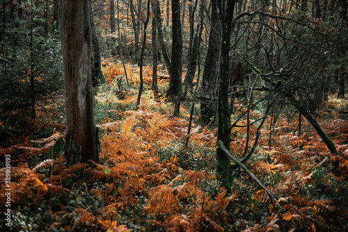 Orange ferns on the forest floor at autumn. © Trygve