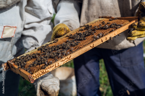 The beekeeper looks after bees, honeycombs full of honey, in a protective beekeeper's suit at apiary. Pure natural product from bee hive, yellow golden honey pulled out of beehouse. photo