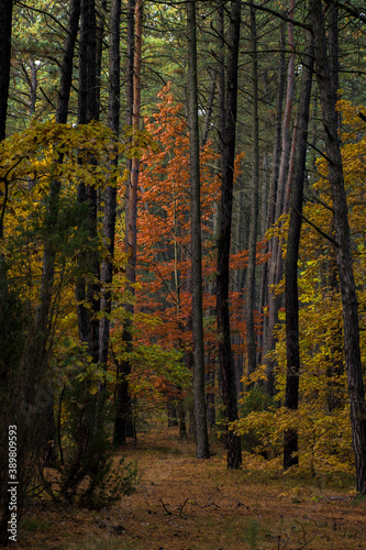 Colorful red oak trees in a pine forest. Autumnal view of Kampinos National Park, Poland.