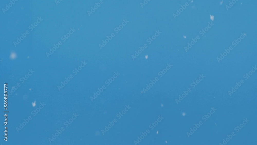 Real snow falling down on blue chroma key background, ready to use design effect