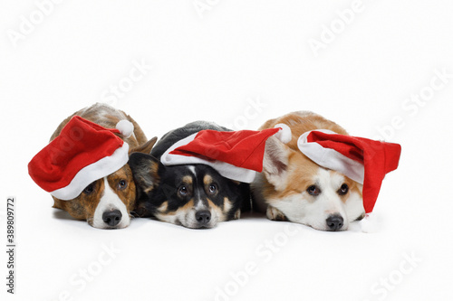 three dogs in Christmas's caps. Pembroke welsh corgi and cardigan on white background © annaav