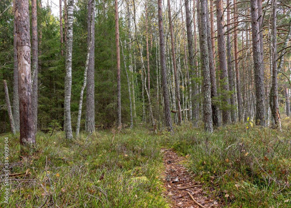 autumn landscape from the forest, dry leaves on the forest trail, dry grass and moss, fallen tree branches autumn landscape from the forest, dry leaves on the forest trail, dry grass and moss, fallen tree branches