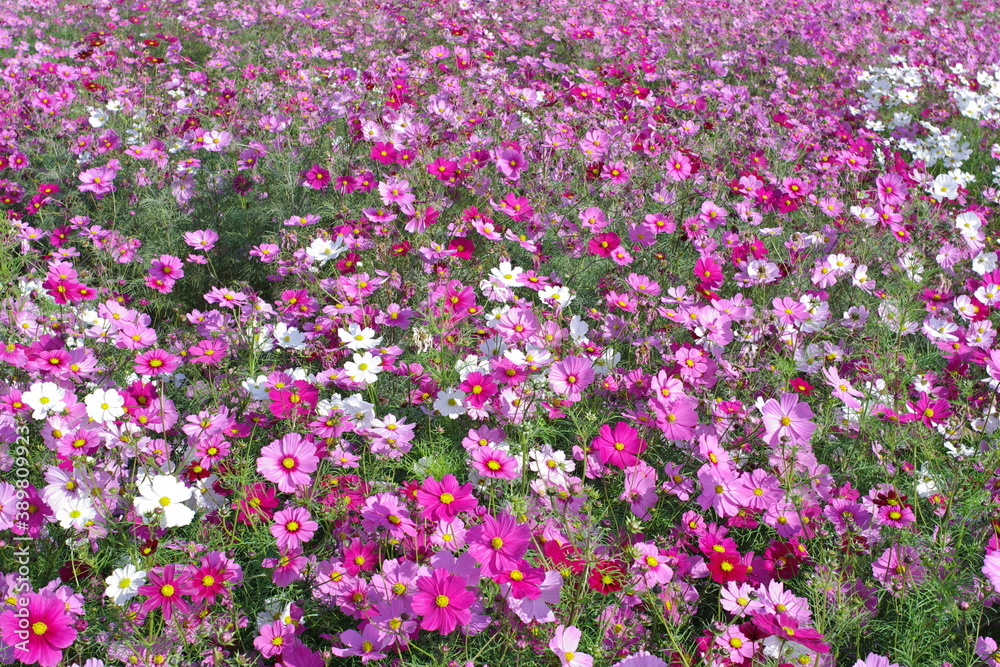 満開の秋桜（Cosmos）