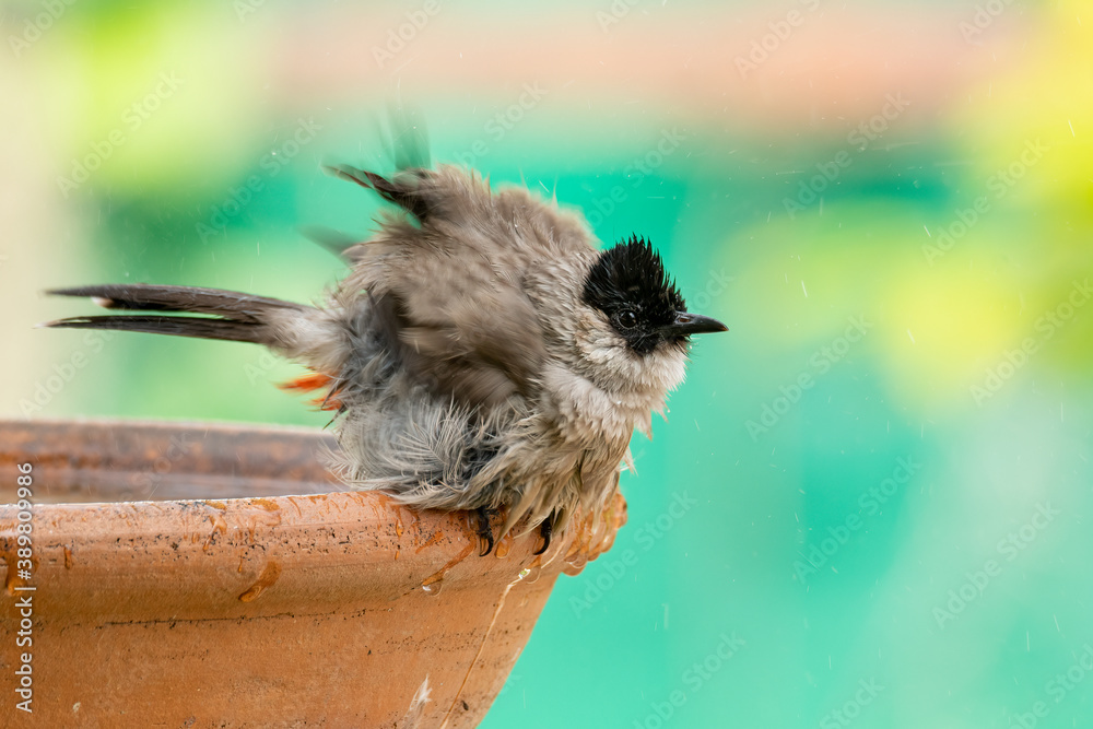 Naklejka premium Sooty-headed Bulbul puffing up its plumage shaking off water