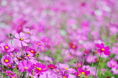 満開の秋桜（Cosmos）