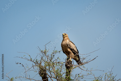 Tawny eagle or Aquila rapax perched on tree at tal chhapar sanctuary rajasthan India