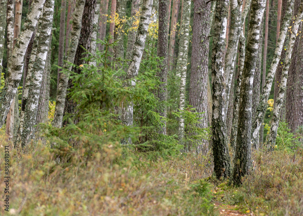 wild autumn landscape from the forest, dry leaves, dry grass and moss, tree trunks wild autumn landscape from the forest, dry leaves, dry grass and moss, tree trunks