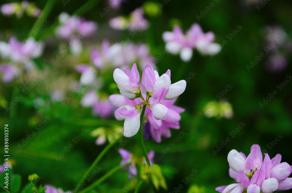 Close up, macro. Crownvetch or Securigera varia (Coronilla varia) or purple crown vetch. Flowering field plants.