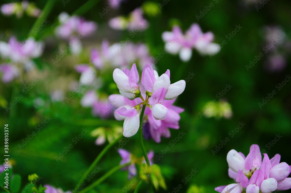 Close up, macro. Crownvetch or Securigera varia (Coronilla varia) or purple crown vetch. Flowering field plants. Close up, macro. Crownvetch or Securigera varia (Coronilla varia) or purple crown vetch. Flowering field plants.