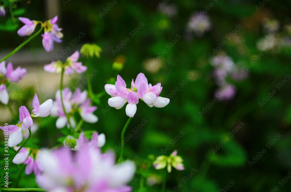 Close up, macro. Crownvetch or Securigera varia (Coronilla varia) or purple crown vetch. Flowering field plants. Close up, macro. Crownvetch or Securigera varia (Coronilla varia) or purple crown vetch. Flowering field plants.