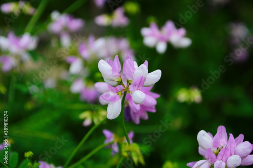 Close up  macro. Crownvetch or Securigera varia  Coronilla varia  or purple crown vetch. Flowering field plants.