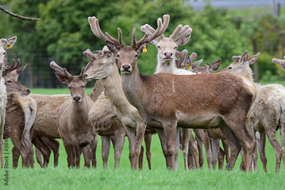 Red white Danish deer in one of the farms in Auckland, New Zealand. Red white Danish deer in one of the farms in Auckland, New Zealand.