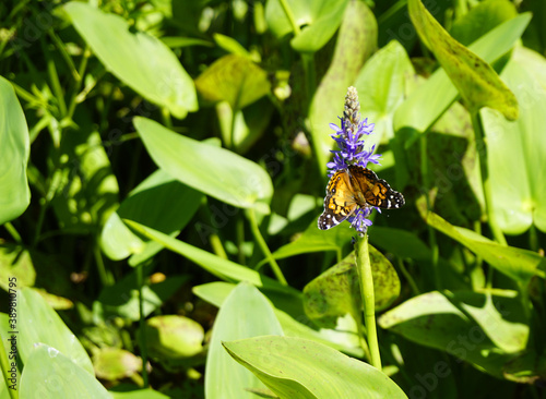 American Lady Butterfly (Vanessa virginiensis) on pickeral weed (Pontederia cordata) photo