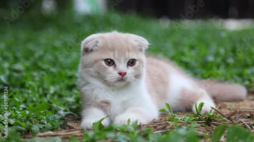 Scottish fold cat playing in the garden with green grass.