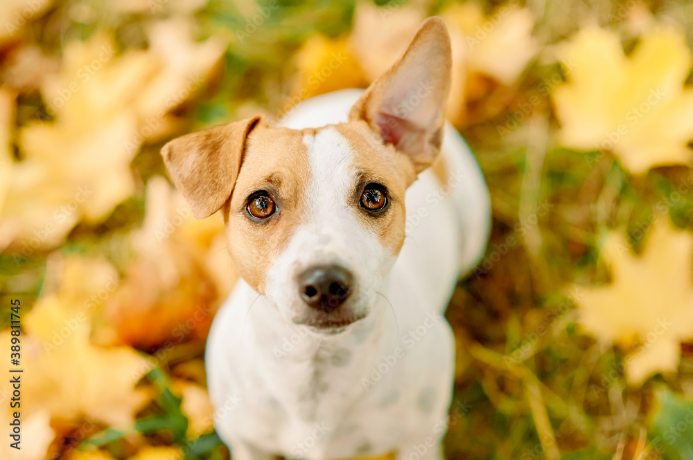 Close up portrait of Jack Russell Terrier in autumn yellow maple leaves blurred background. Cute curious terrier for walk in the fall park, forest. Selective focus