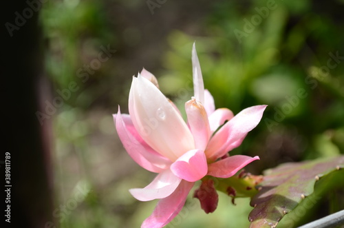 Closeup on Epiphyllum orchid cactus flower stigma and stamen on green background