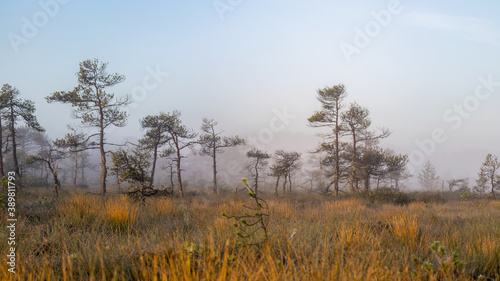 bog landscape in the morning mist, blurred swamp pine contours, bog vegetation, sunrise over the bog