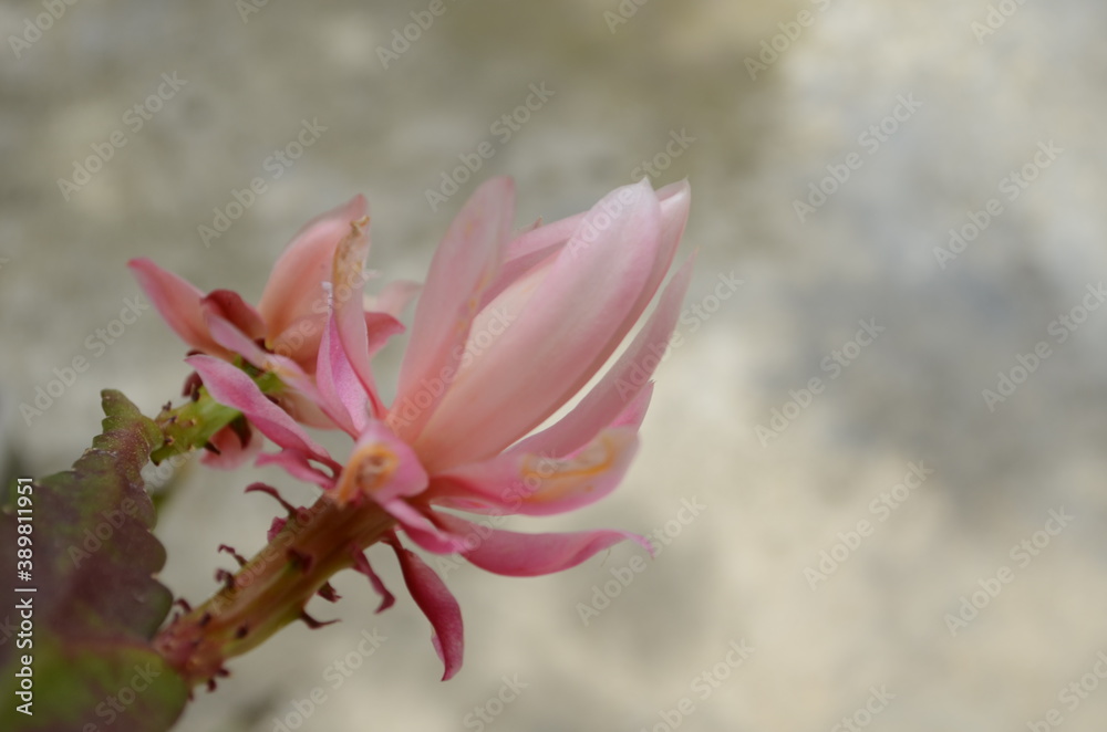 Fototapeta premium Closeup on Epiphyllum orchid cactus flower stigma and stamen on green background