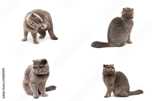 four isolated pictures of a british fold cat on a white background