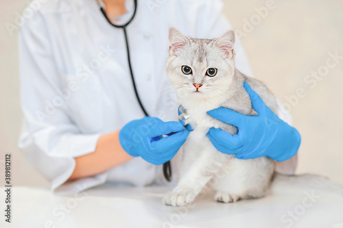 Female veterinary doctor using stethoscope for cute scottish straight silver chinchilla cat. Veterinarian with stethoscope examining white cat at vet clinic. Pet check, Vet examining at animal clinic