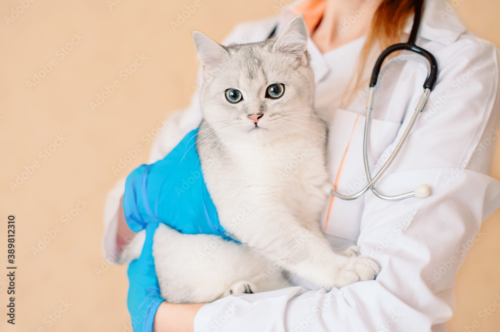 Female vet doctor holding cute scottish straight silver chinchilla cat.  Veterinarian with stethoscope holding cute white cat on hands at vet clinic.  Pet check, Vet examining at animal clinic Stock Photo |