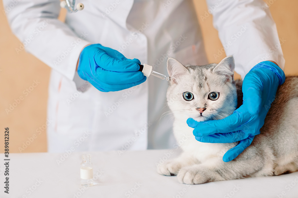 Examining and medicating the ears of cat. Applying ear drops to cat. Pet ear disease. Female veterinary doctor put drops into ears of scottish straight silver chinchilla cat Examining and medicating the ears of cat. Applying ear drops to cat. Pet ear disease. Female veterinary doctor put drops into ears of scottish straight silver chinchilla cat