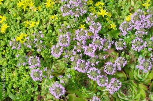 Molodilo (lat. Sempervivum), ochitok caustic (lat. Sedum acre) and thyme creeping (lat.Thymus serpyllum) on a flower bed in the garden, background photo