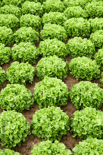 Salad heads in the field. Pattern. Germany, Filderstadt. photo