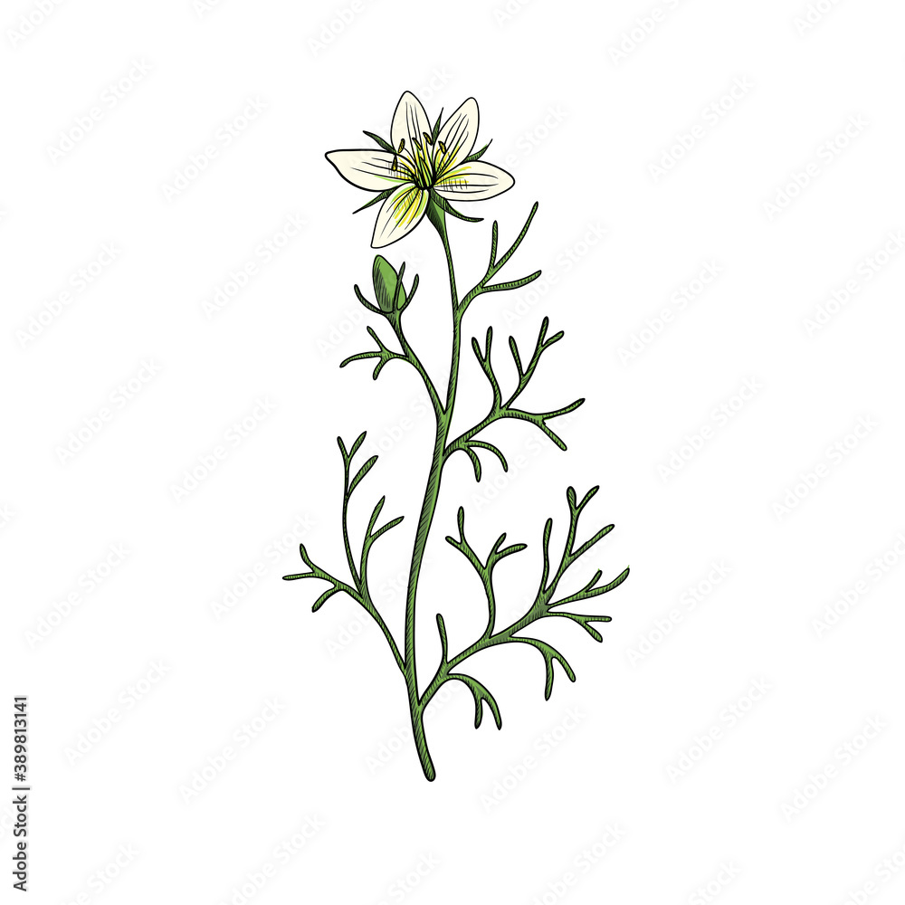 vector drawing wild rue