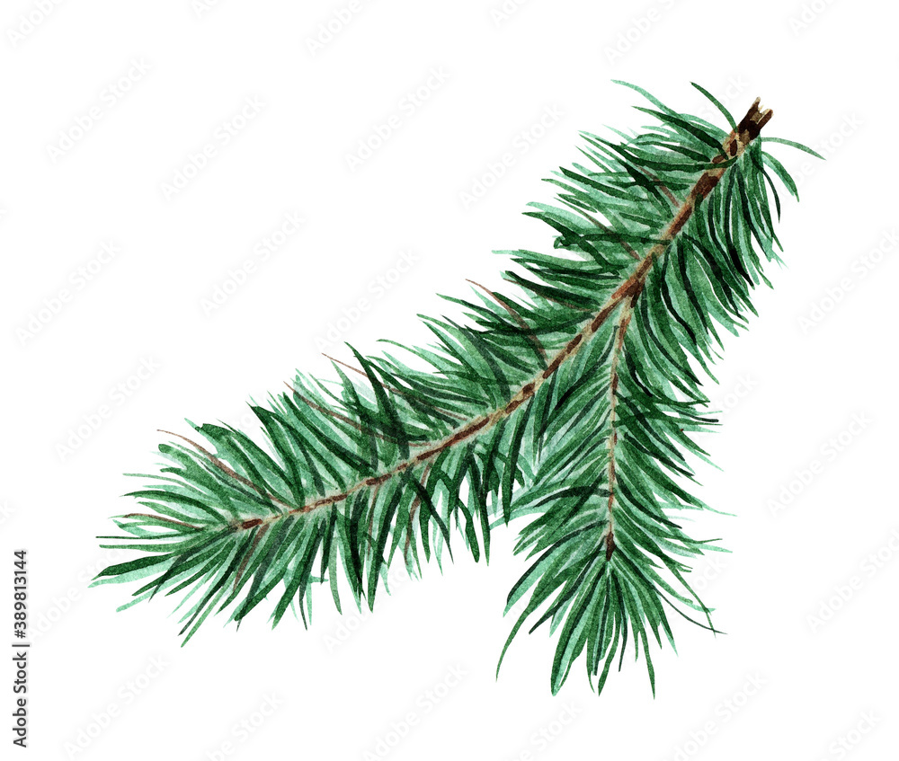 Fototapeta premium Green, fluffy coniferous branch. Christmas, New Year Watercolor illustration of fir, pine, fir. Isolated on white background. Drawn by hand.