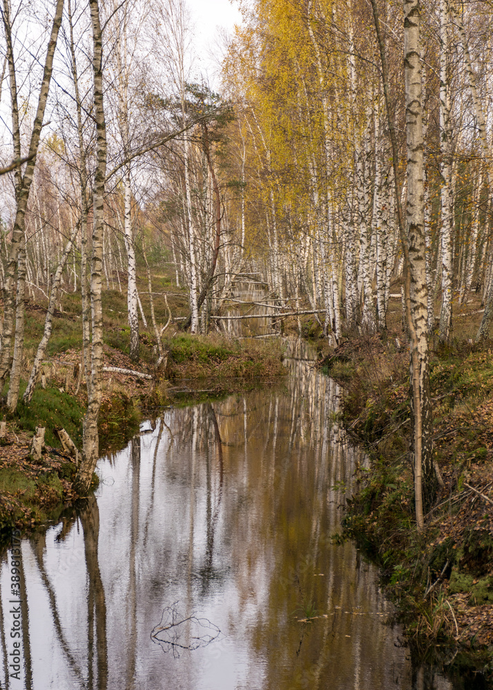 autumn landscape with a bog ditch, colorful trees on the side of the ditch, white birch trunks and yellow leaves reflected in the water of a dark bog ditch autumn landscape with a bog ditch, colorful trees on the side of the ditch, white birch trunks and yellow leaves reflected in the water of a dark bog ditch
