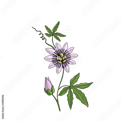 Tableau sur toile vector drawing passiflora