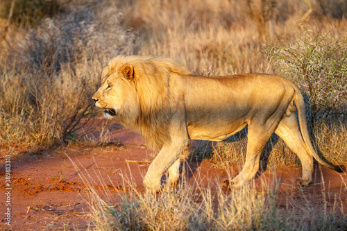 Male Lion