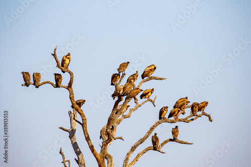 White-backed Vulture
