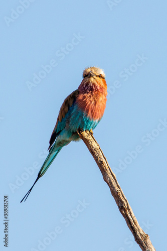 Lilac breasted Roller