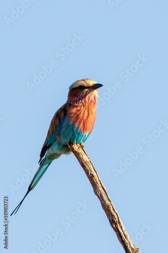 Lilac breasted Roller