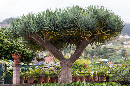 A subtropical tree Dracaena draco or the Canary Islands dragon tree photo