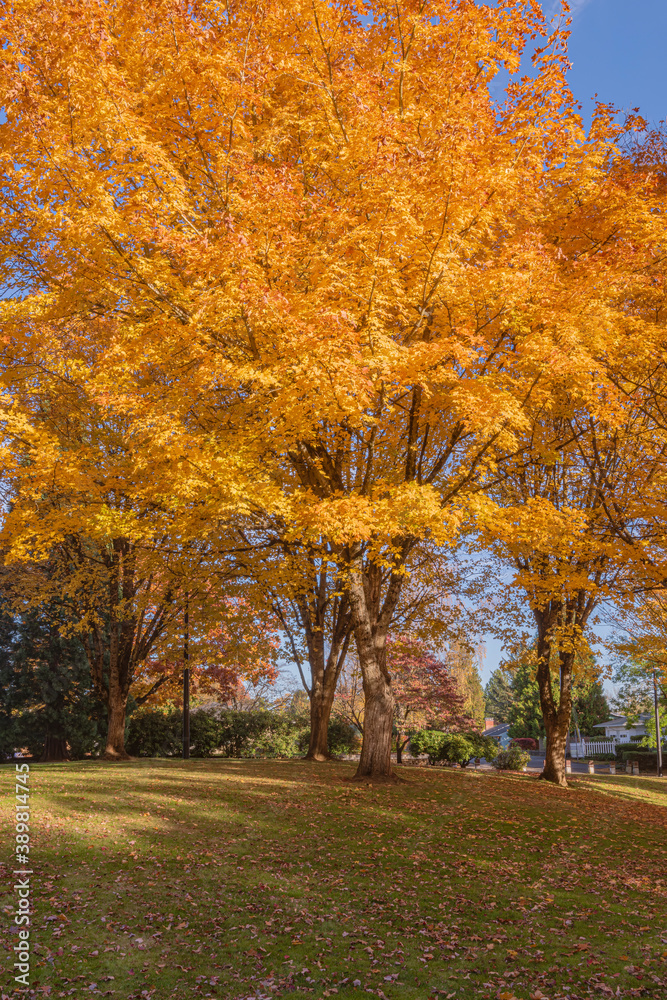 Golden Autumn in a public park Gresham Oregon.