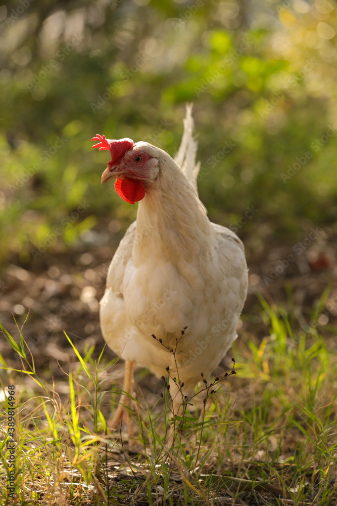 Fototapeta premium hen chicken free range in the meadow