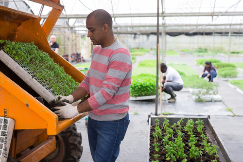Hispanic greenhouse worker transplanting vegetable seedlings from seed tray into pots for sale
