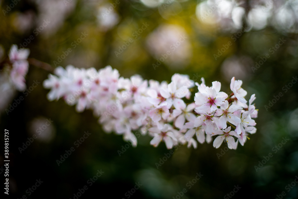 Flowering fruit trees in Spring or Late winter Flowering fruit trees in Spring or Late winter