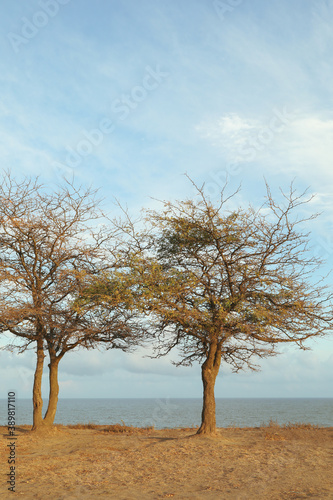 Two lonely trees on slope against sea