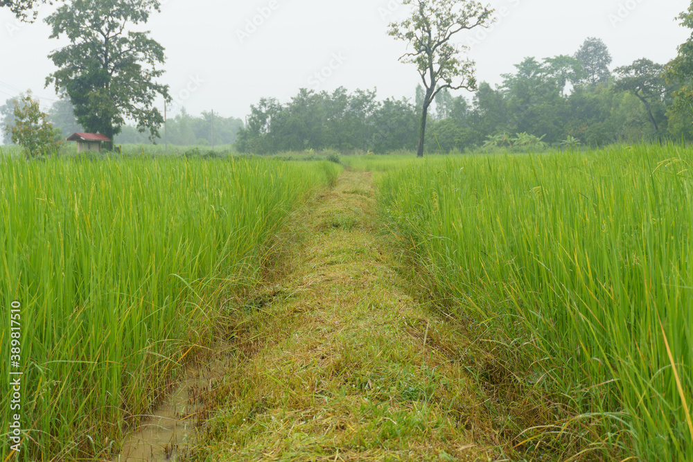 Fototapeta premium rice field on a day