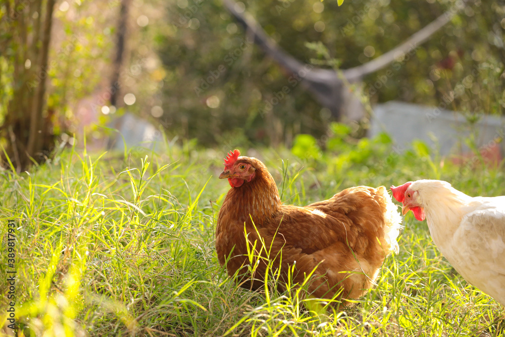 Fototapeta premium hen chicken free range in the meadow