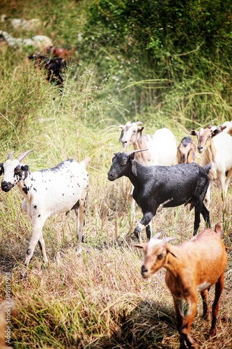 Goats in a rice field. State Of Goa. India.
