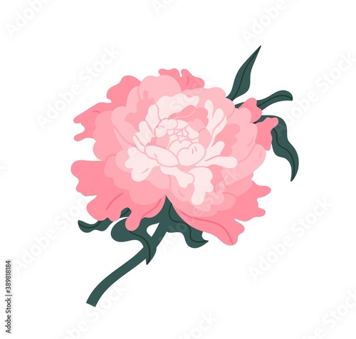 Pink Japanese peony isolated on white background. Gorgeous blooming flower with stem and leaves. Blossom gentle oriental floral plant. Clip art design element. Flat vector illustration