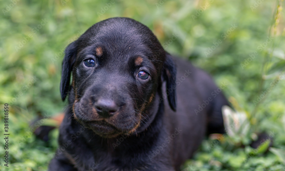 Cute Dachshund puppy looking at the camera, innocent eyes close up macro portraiture