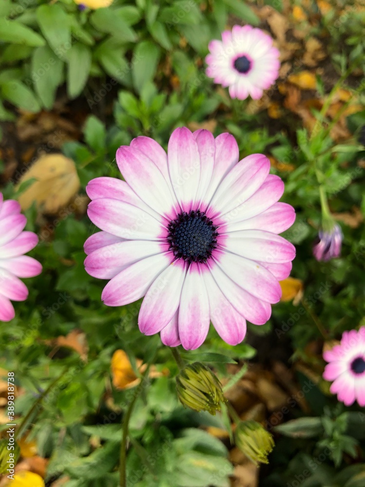 Obraz premium pink and white flowers