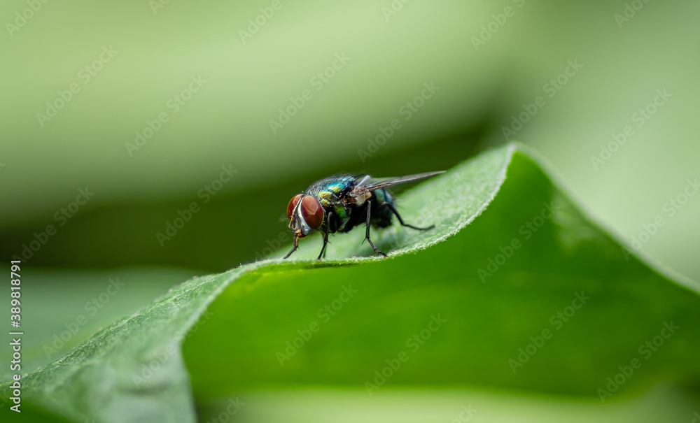 Housefly on a green leaf in the garden close up macro photograph Housefly on a green leaf in the garden close up macro photograph